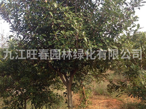 紅葉石楠